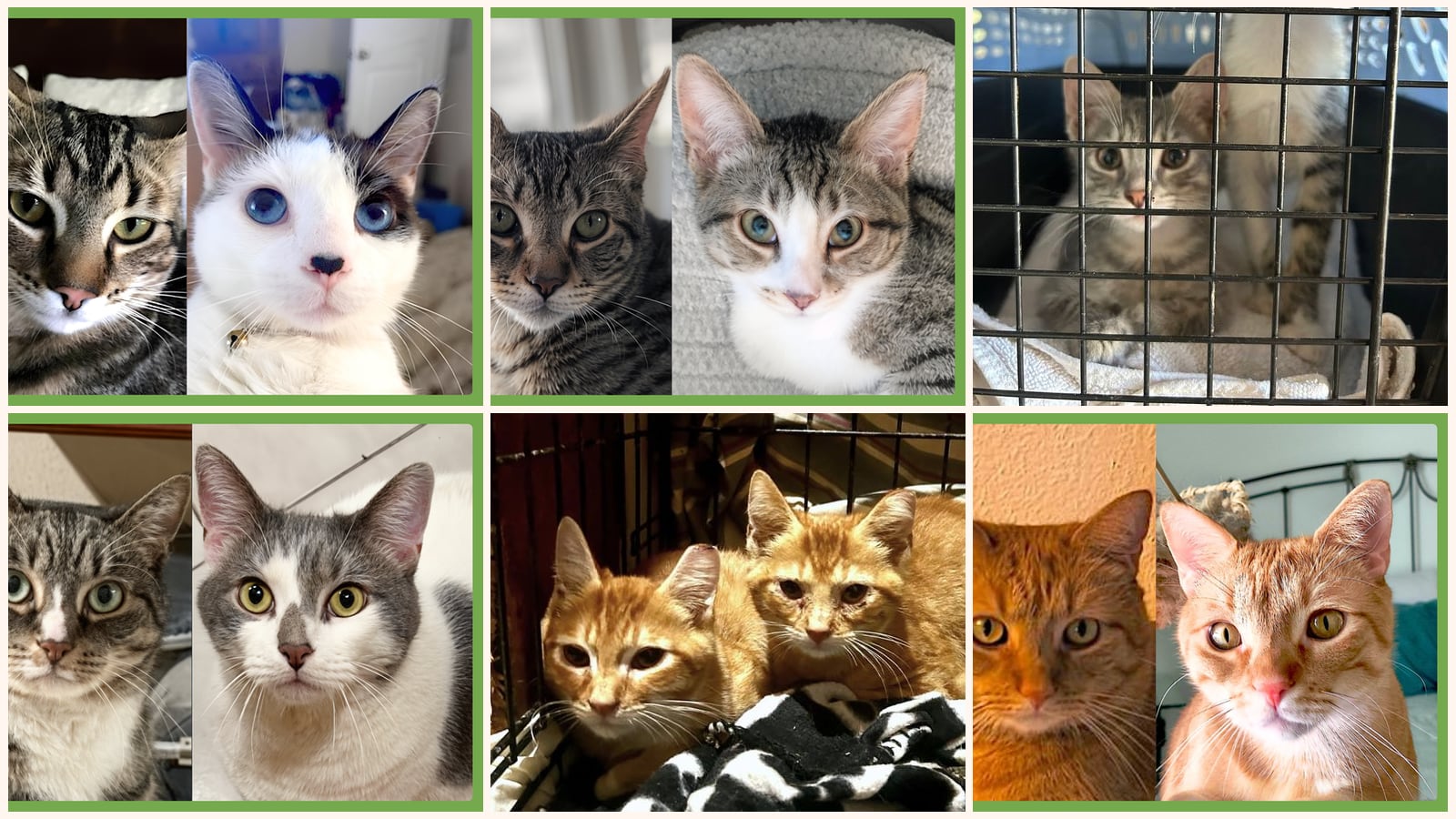 Bonded Pairs up for adoption near New Bedford, MA