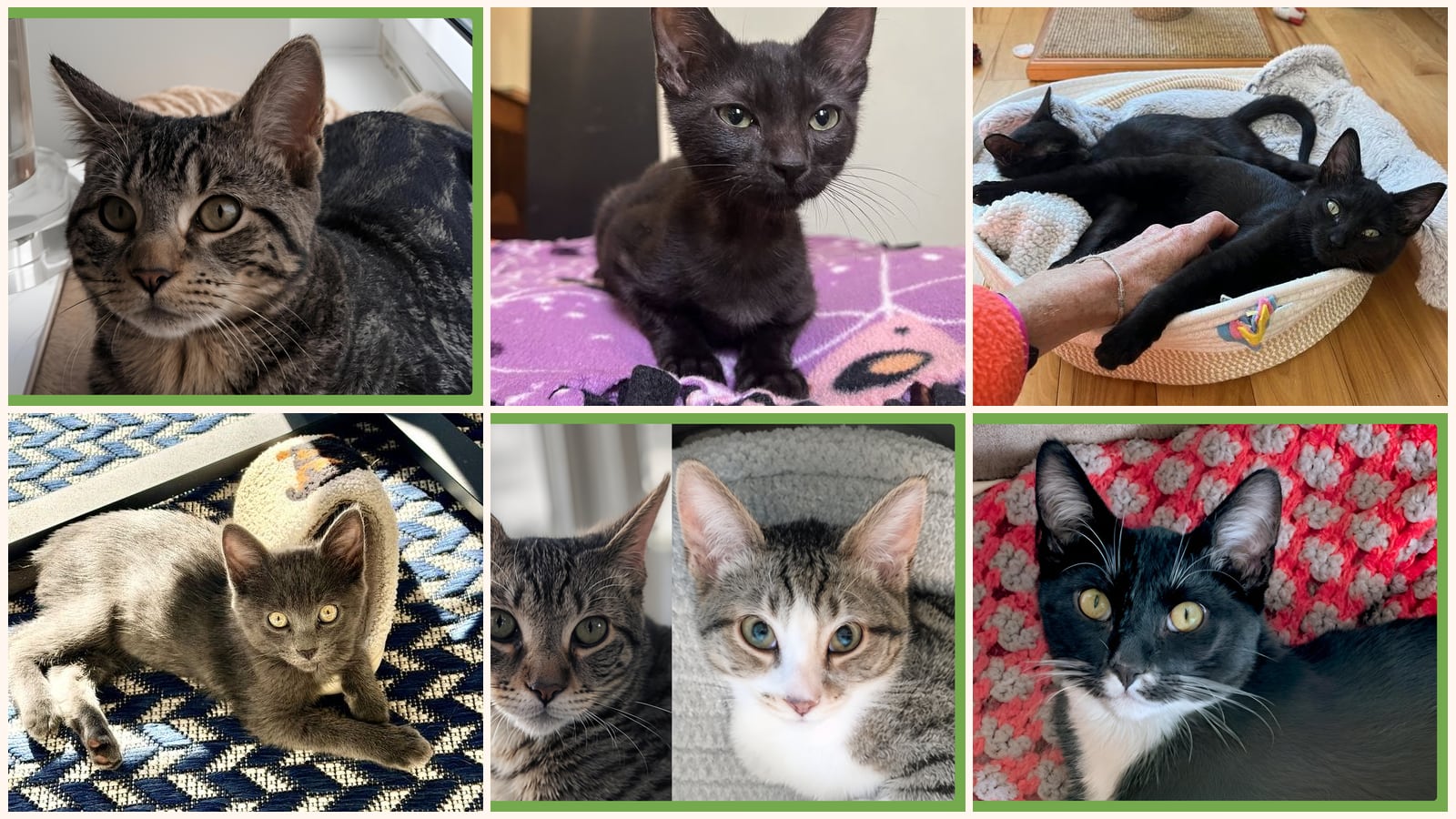 Kittens up for adoption near New Bedford, MA