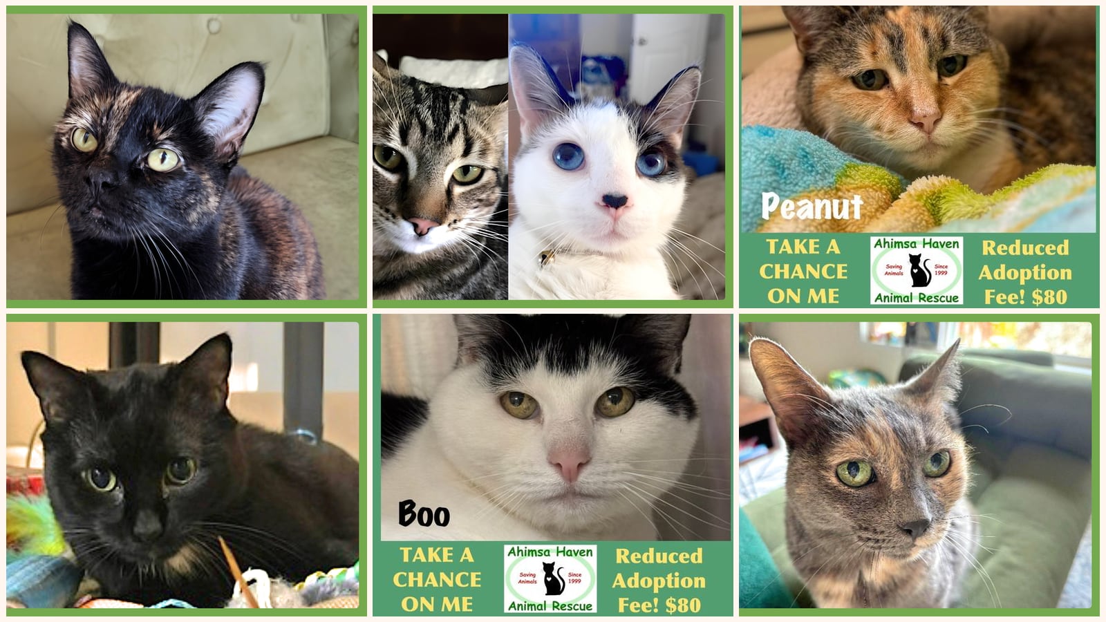Senior Cats up for adoption near New Bedford, MA