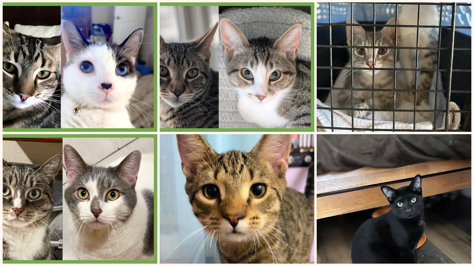Bonded Pairs up for adoption near Revere, MA