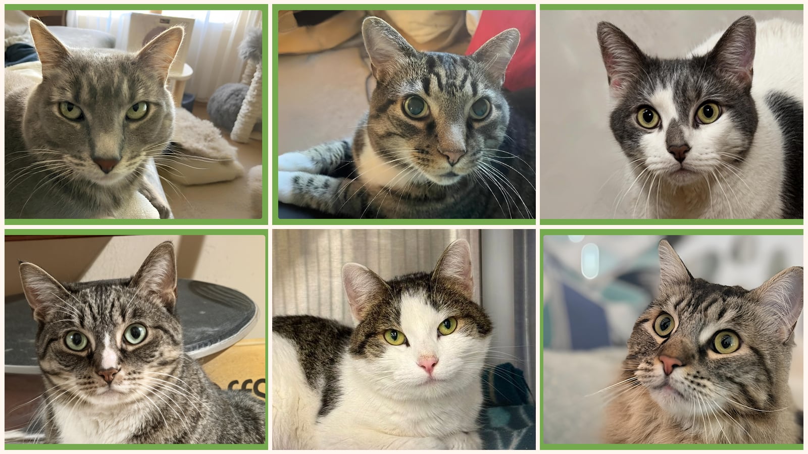Adult Cats up for adoption near Springfield, MA