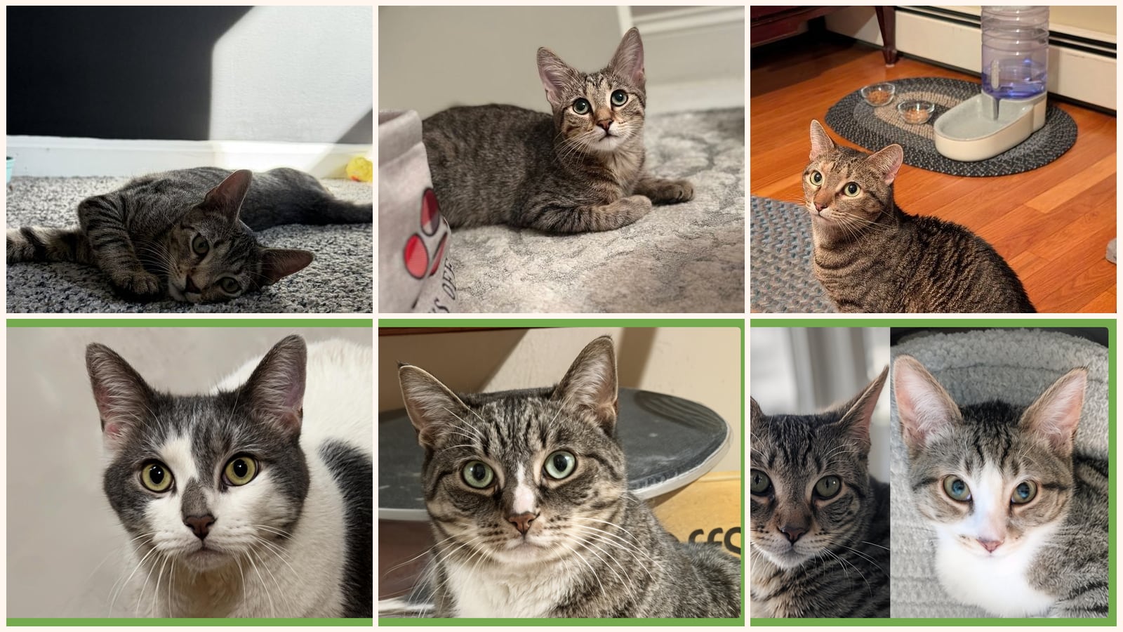 Kid-Friendly Cats up for adoption near Taunton, MA
