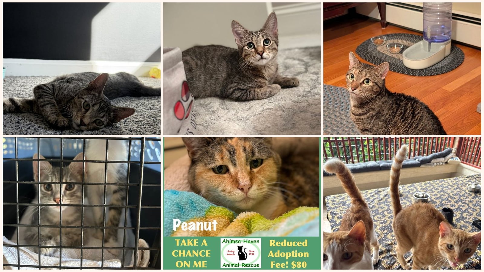 Kid-Friendly Cats up for adoption near Waltham, MA