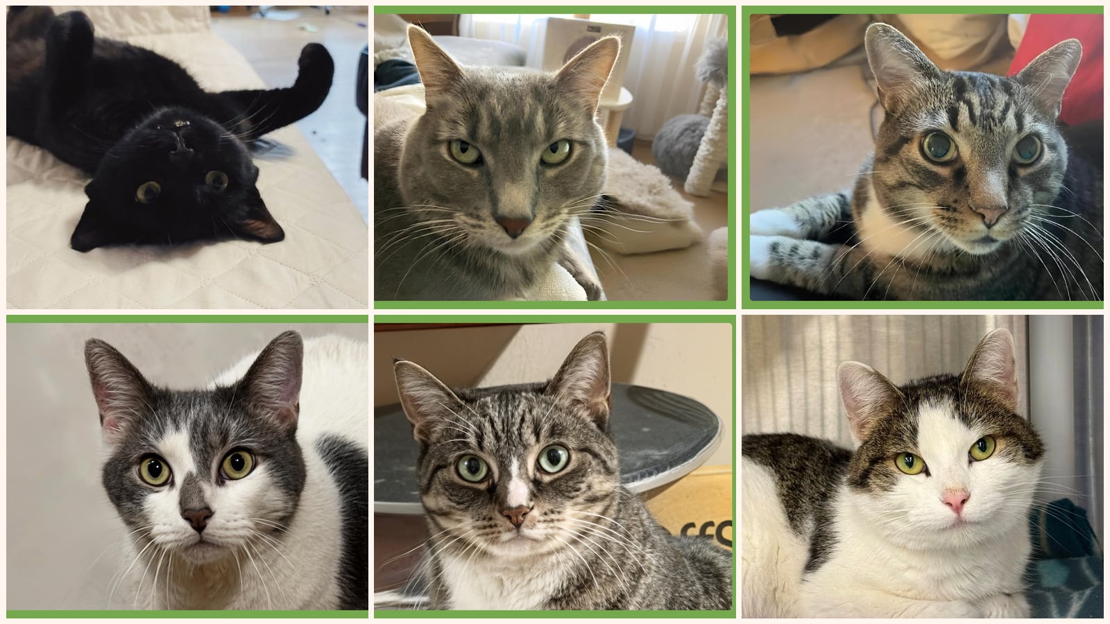 Adult Cats up for adoption near Worcester, MA