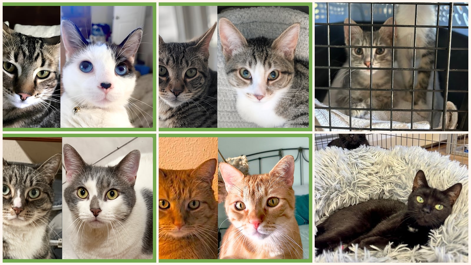 Bonded Pairs up for adoption near Worcester, MA