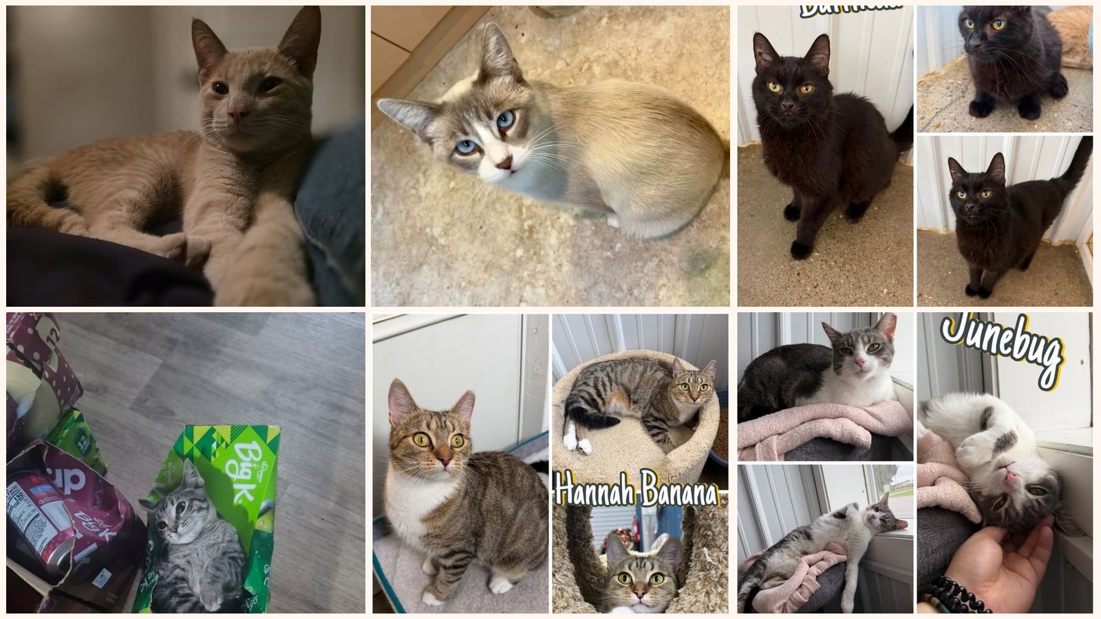 Adult Cats up for adoption near Battle Creek, MI