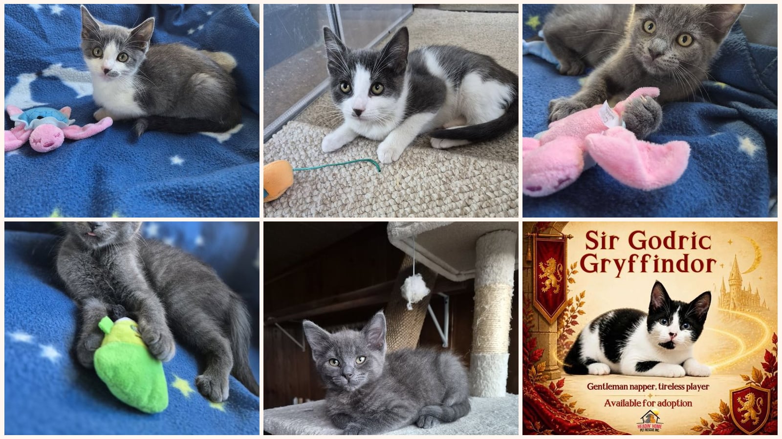 Dog-Friendly Cats up for adoption near Battle Creek, MI