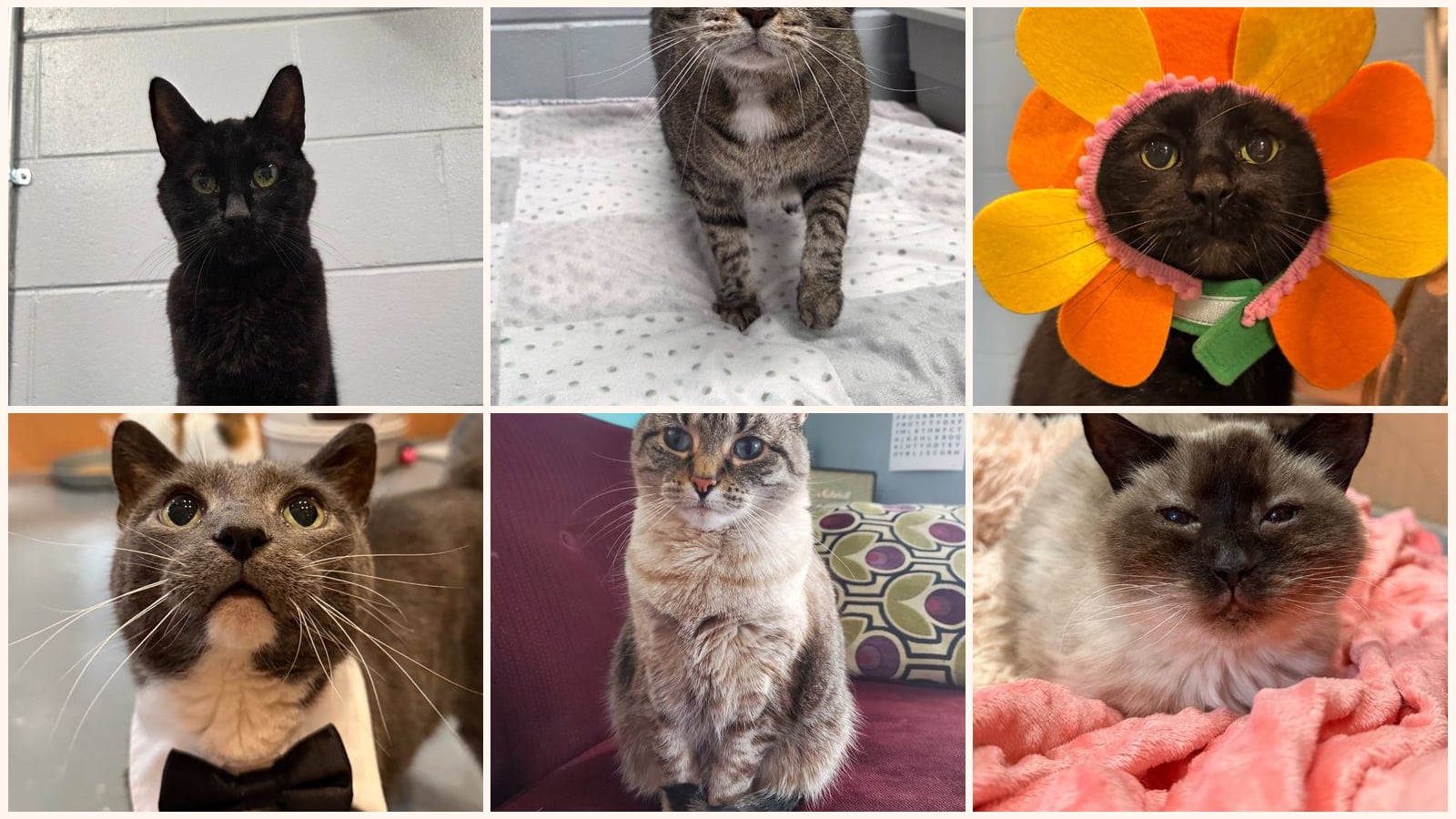Senior Cats up for adoption near Battle Creek, MI