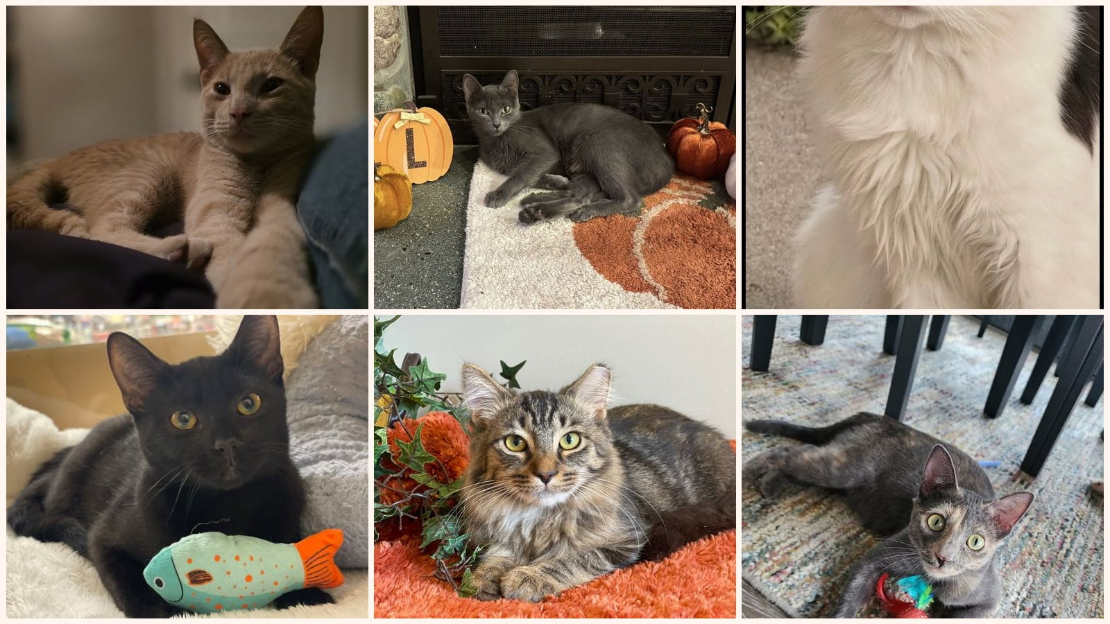 Adult Cats up for adoption near Detroit, MI