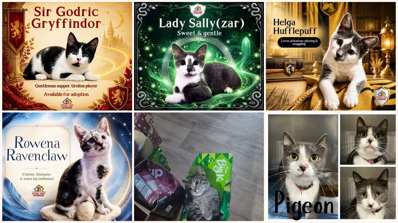 Dog-Friendly Cats up for adoption near Kalamazoo, MI