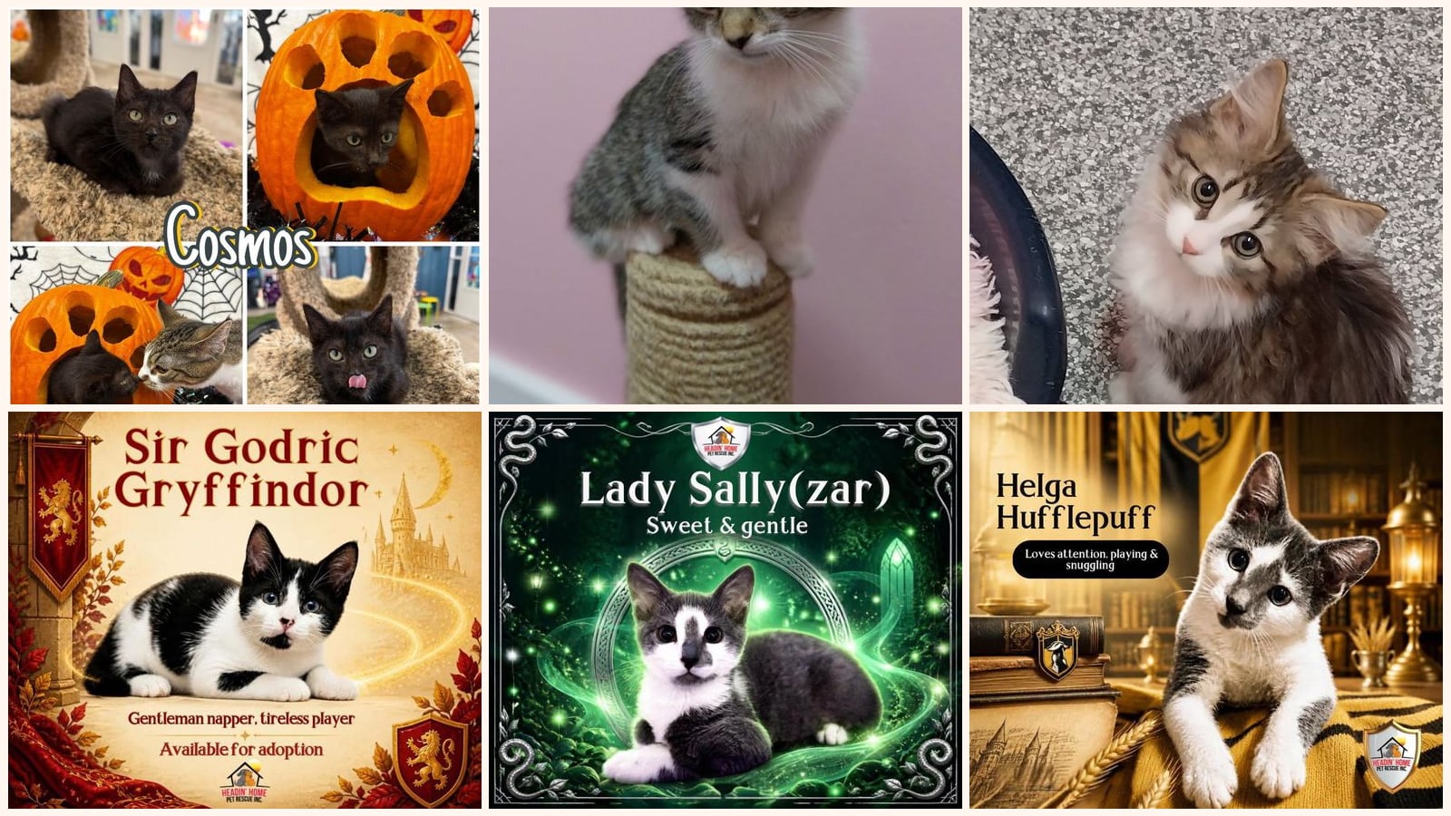 Kittens up for adoption near Kalamazoo, MI