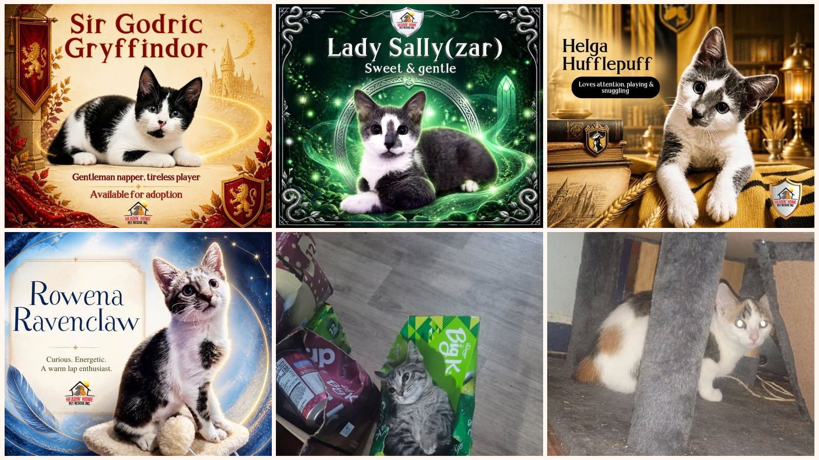 Dog-Friendly Cats up for adoption near Kentwood, MI
