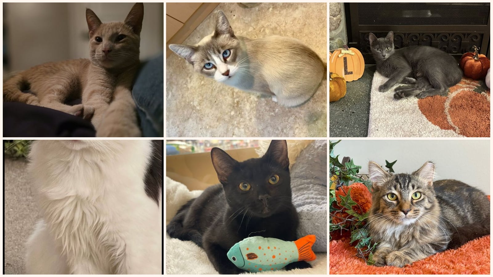 Adult Cats up for adoption near Lansing, MI