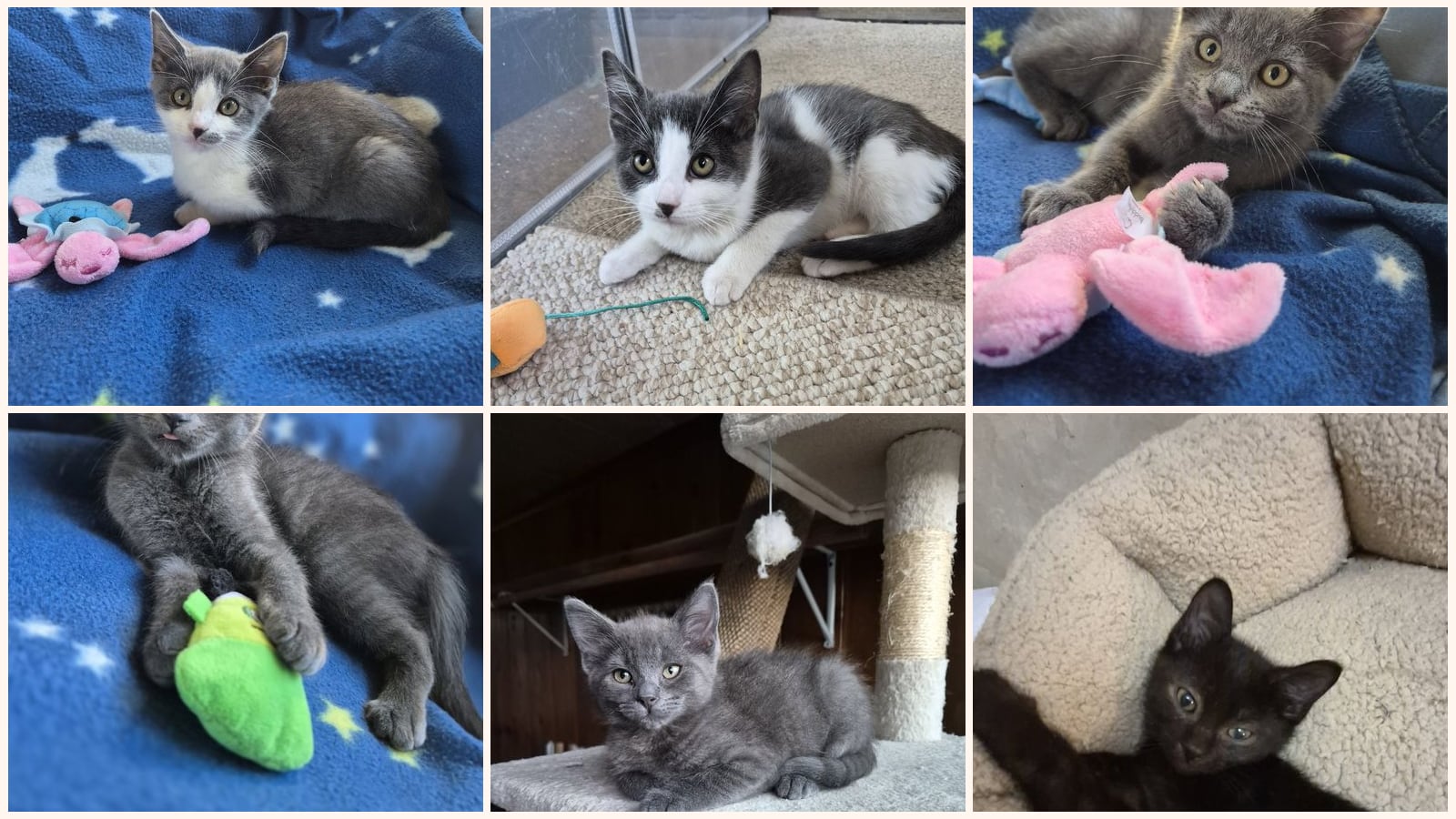 Kittens up for adoption near Rochester Hills, MI