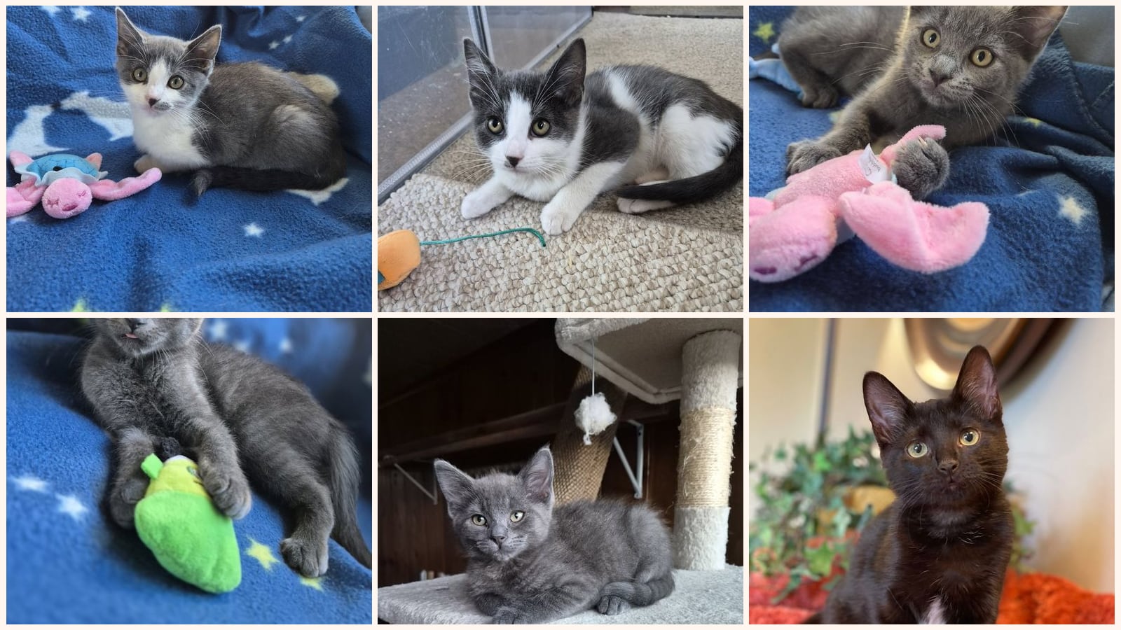 Dog-Friendly Cats up for adoption near Southfield, MI