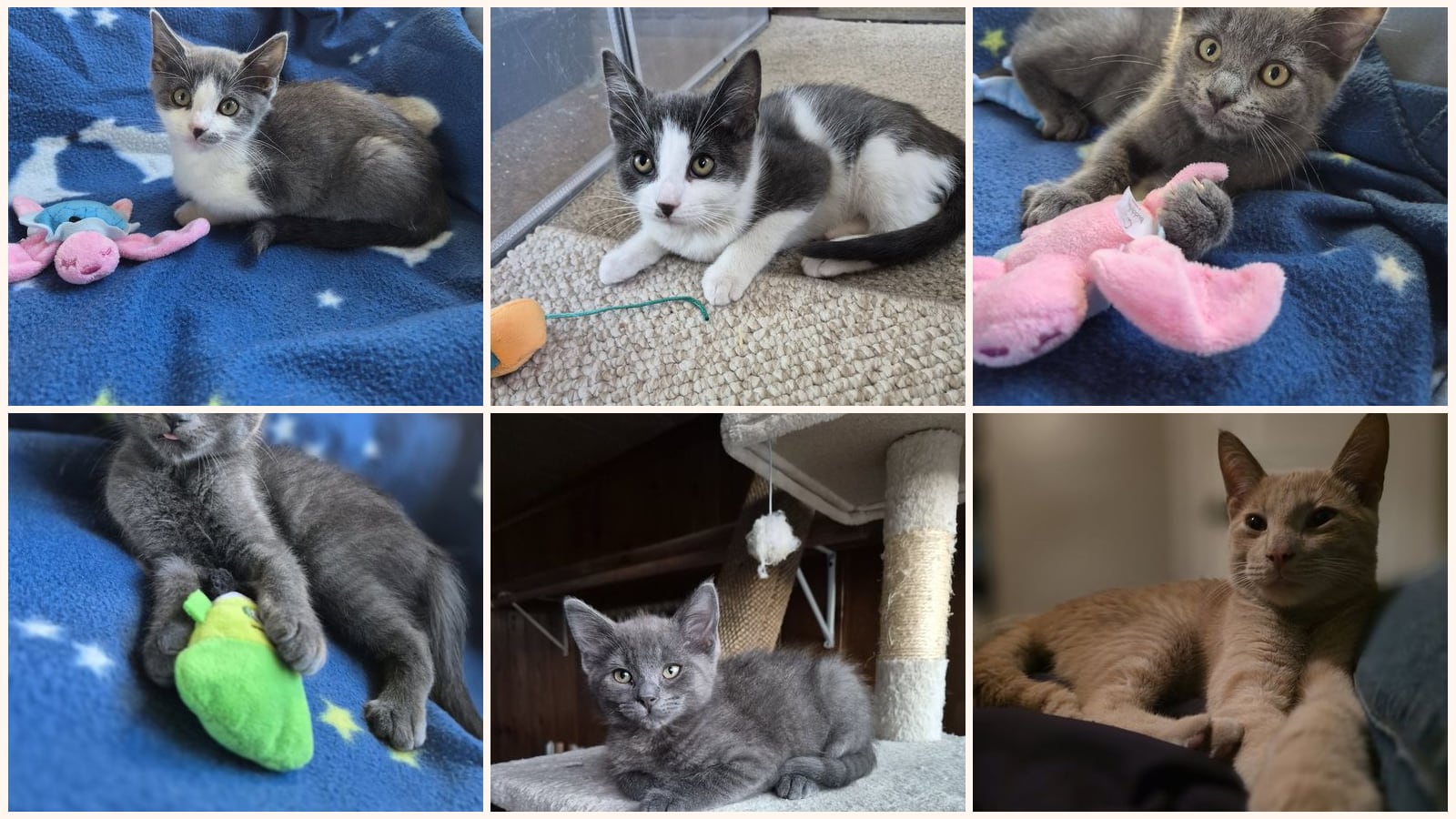 Kid-Friendly Cats up for adoption near Southfield, MI