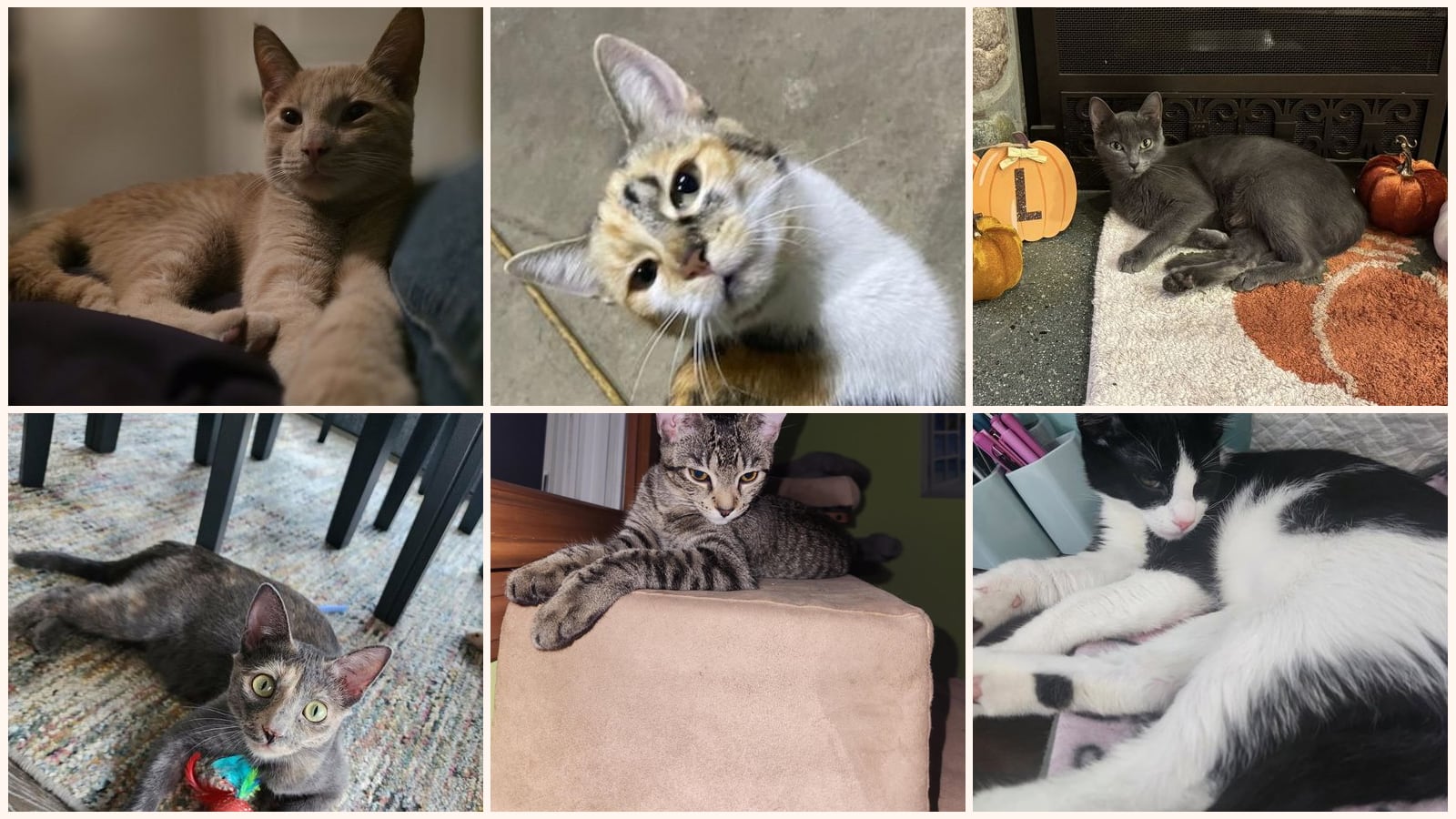 Adult Cats up for adoption near St. Clair Shores, MI