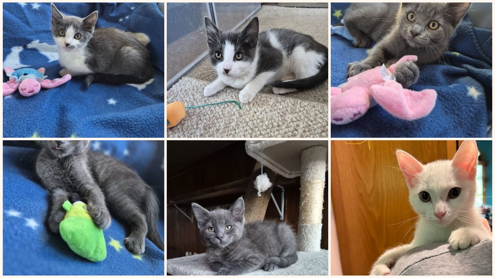 Dog-Friendly Cats up for adoption near Sterling Heights, MI