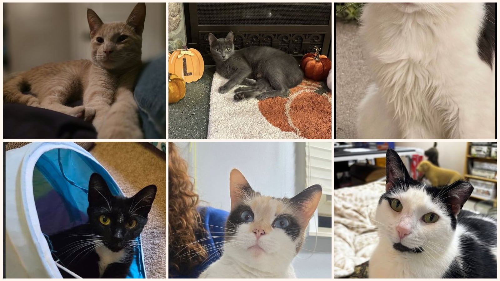 Adult Cats up for adoption near Troy, MI