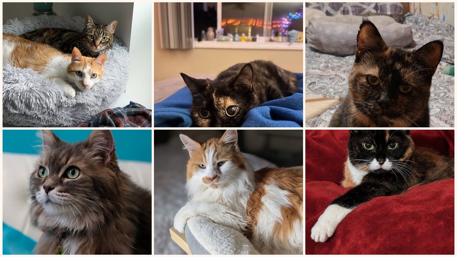 Senior Cats up for adoption near Apple Valley, MN