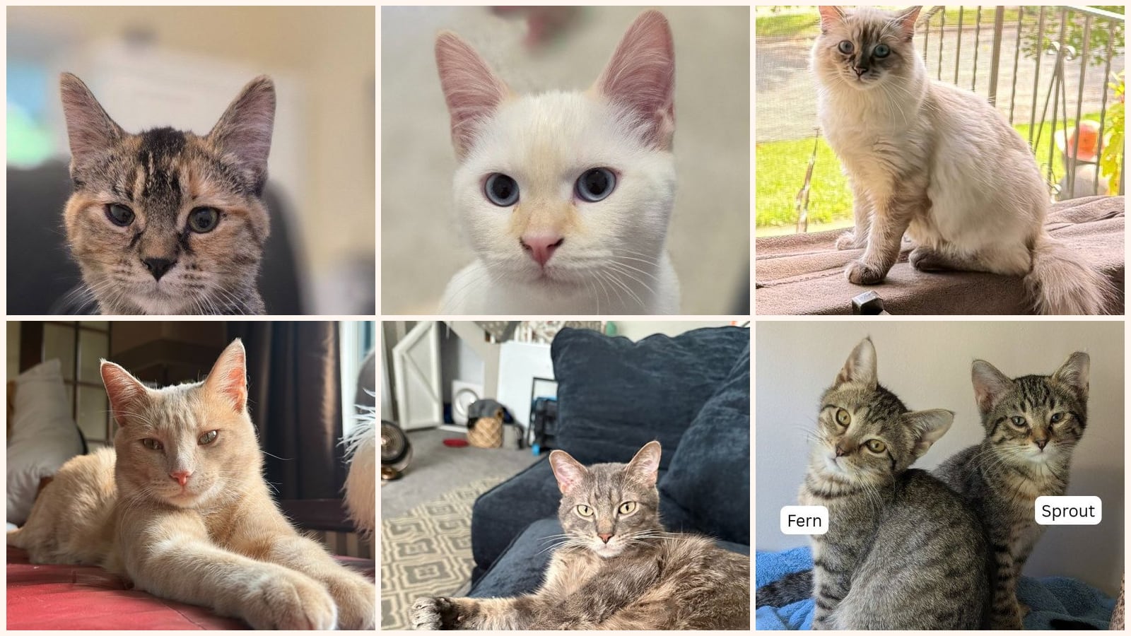 Dog-Friendly Cats up for adoption near Burnsville, MN