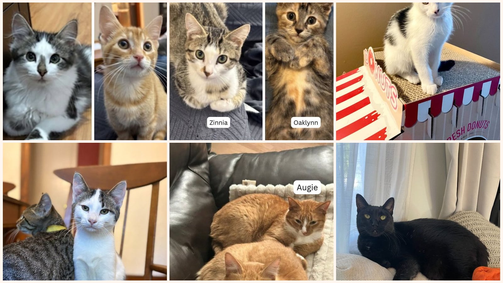 Kid-Friendly Cats up for adoption near Edina, MN