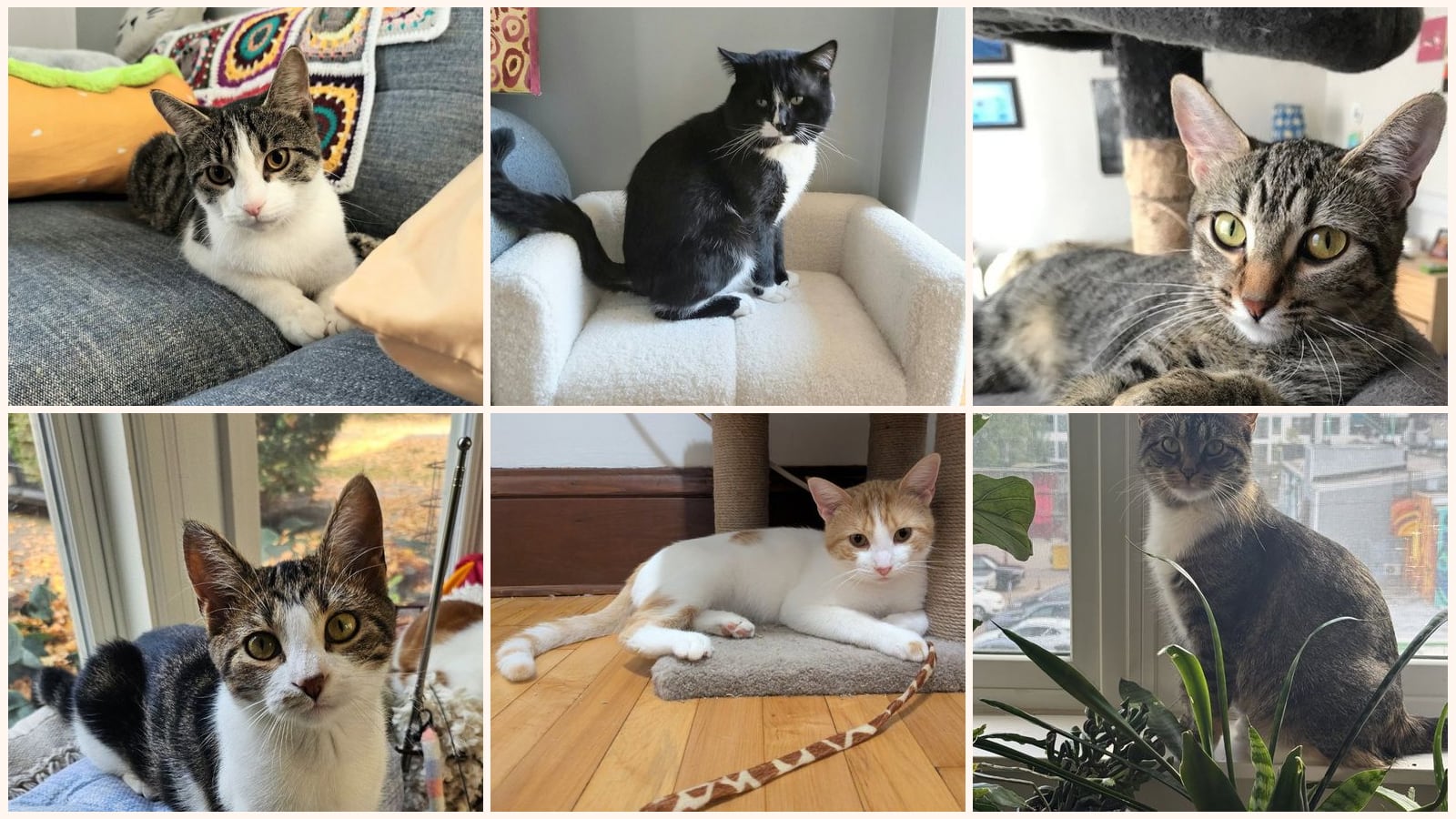 Adult Cats up for adoption near Lakeville, MN