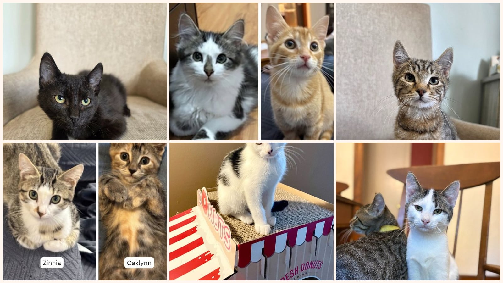 Kid-Friendly Cats up for adoption near Minneapolis, MN
