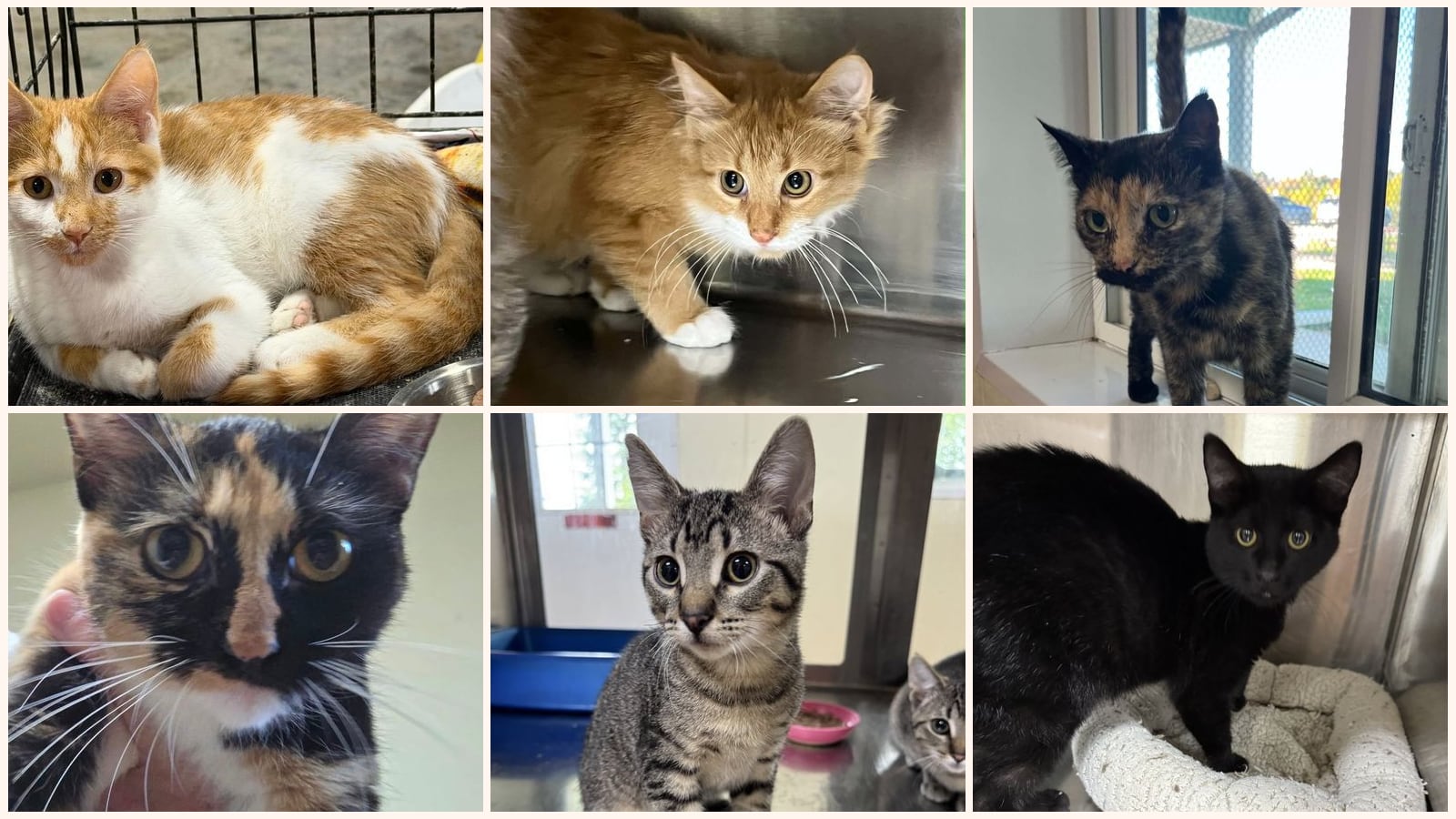 Adult Cats up for adoption near Rochester, MN