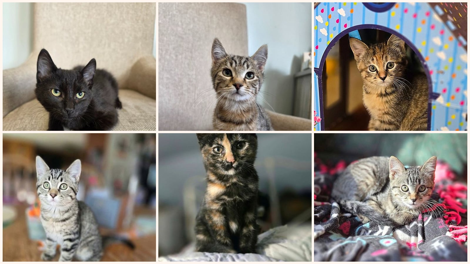 Dog-Friendly Cats up for adoption near St. Cloud, MN