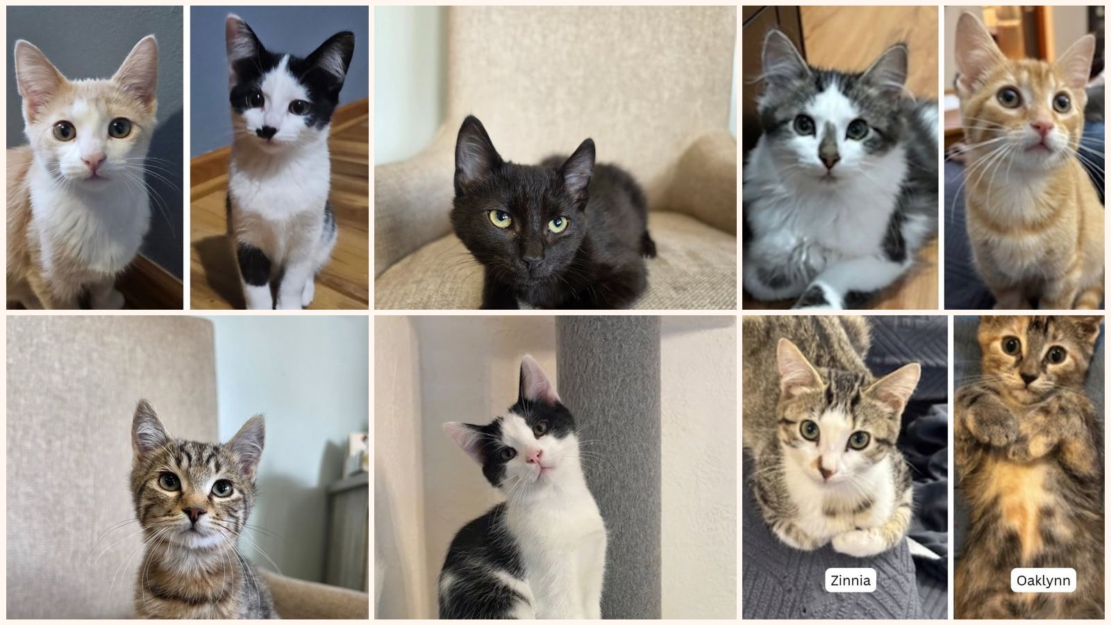 Kittens up for adoption near St. Paul, MN