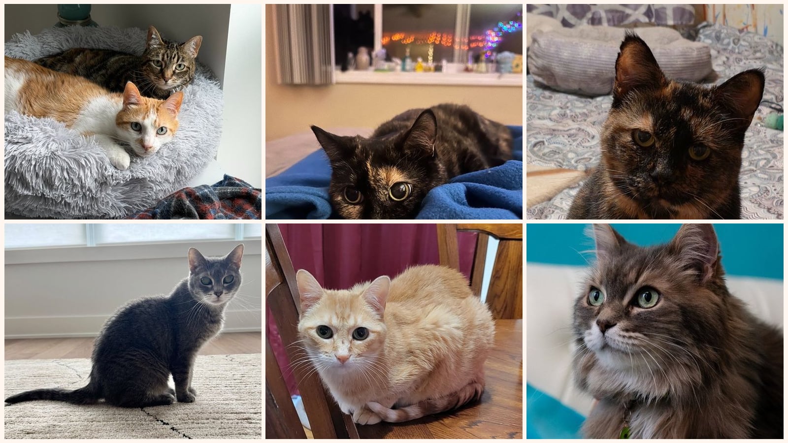 Senior Cats up for adoption near St. Paul, MN