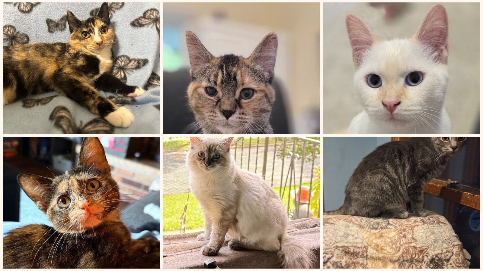 Dog-Friendly Cats up for adoption near Woodbury, MN