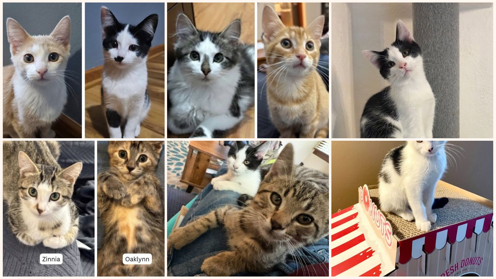 Kittens up for adoption near Woodbury, MN