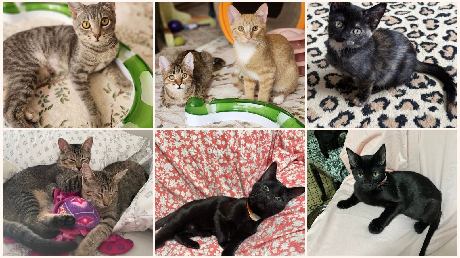 Dog-Friendly Cats up for adoption near Columbia, MO