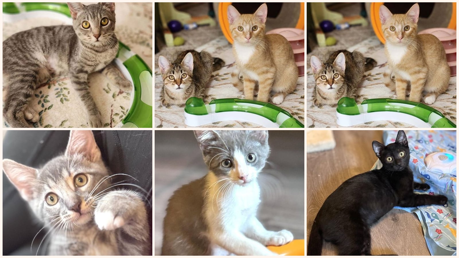 Kittens up for adoption near Columbia, MO