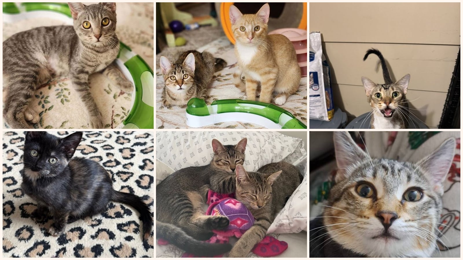 Dog-Friendly Cats up for adoption near Florissant, MO