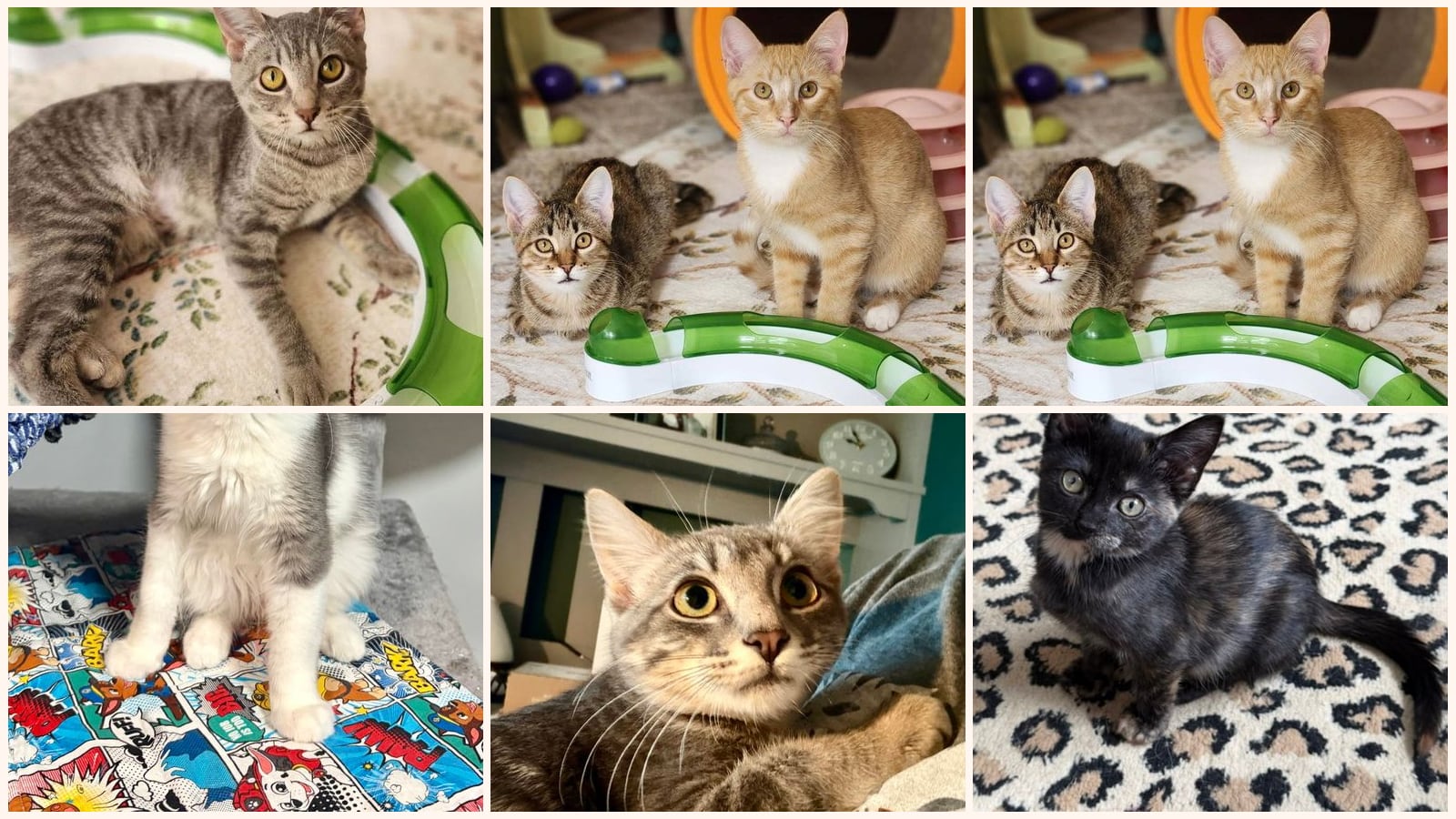 Kittens up for adoption near Florissant, MO