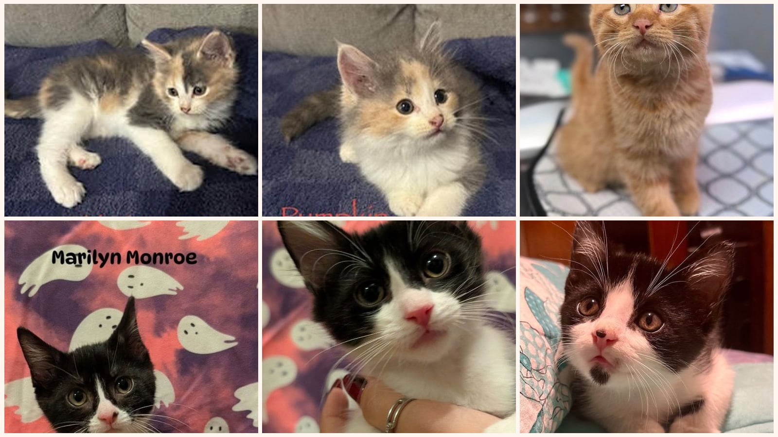 Dog-Friendly Cats up for adoption near Joplin, MO