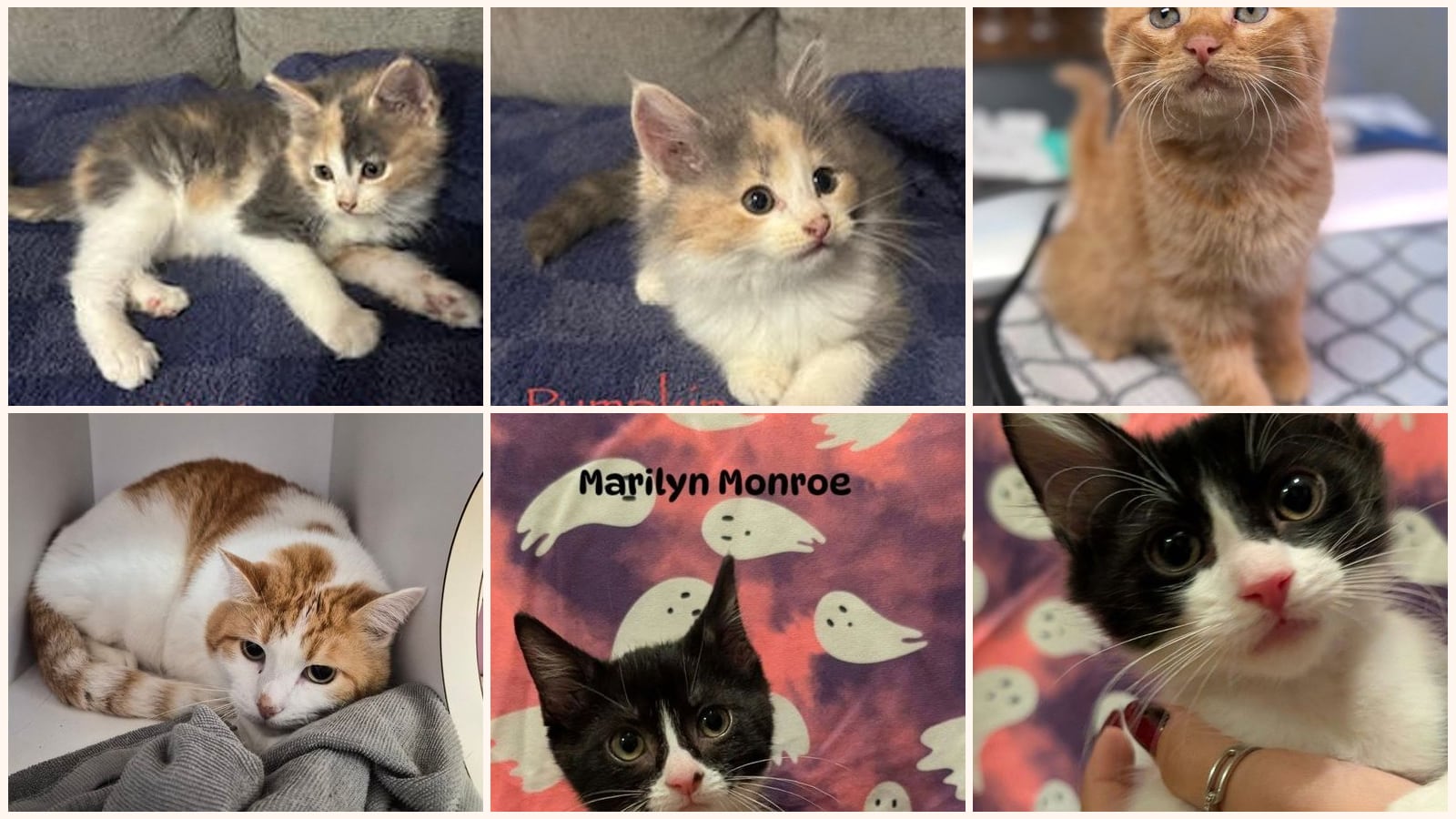 Kid-Friendly Cats up for adoption near Joplin, MO