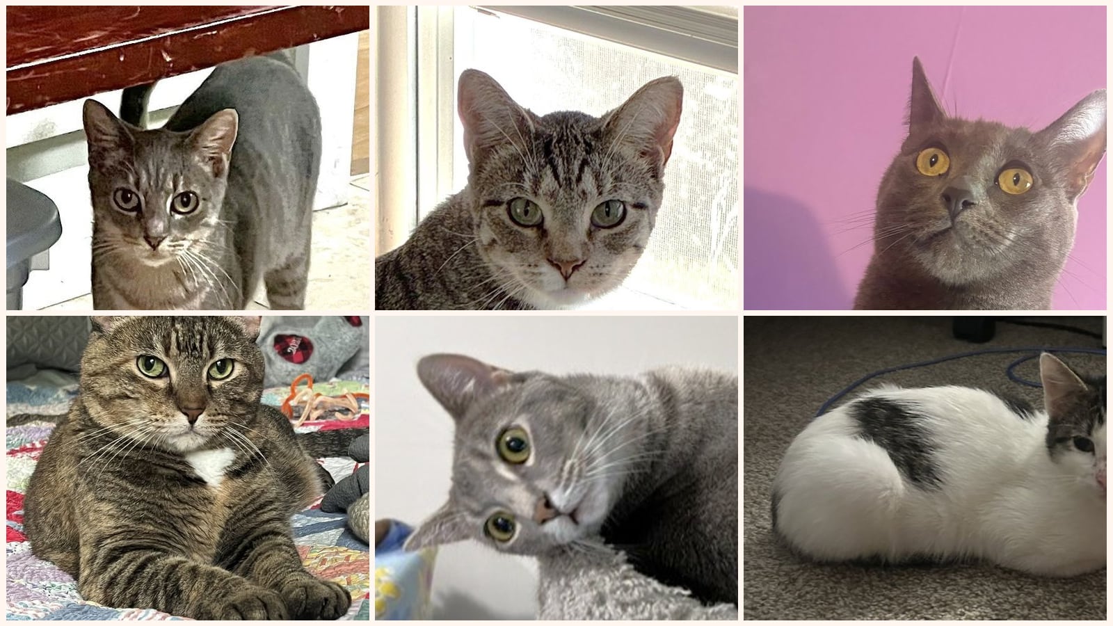 Adult Cats up for adoption near Lee's Summit, MO