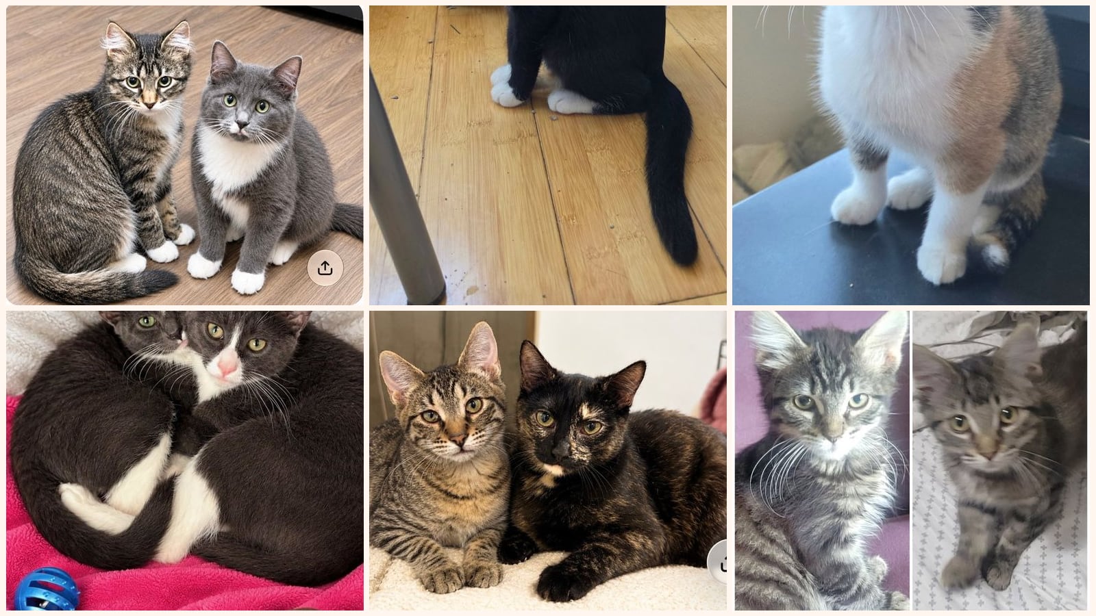 Bonded Pairs up for adoption near Lee's Summit, MO