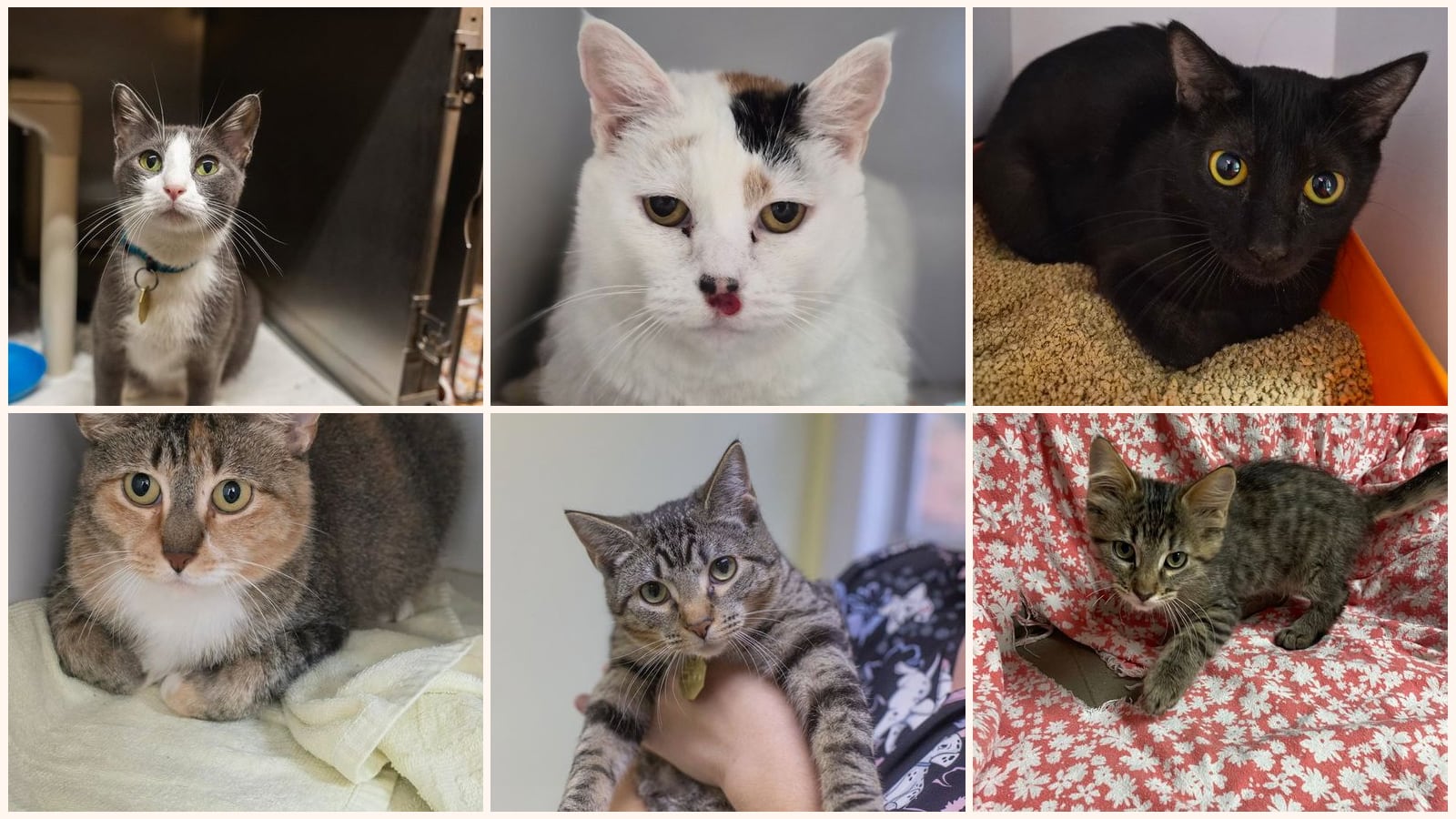 Adult Cats up for adoption near Springfield, MO