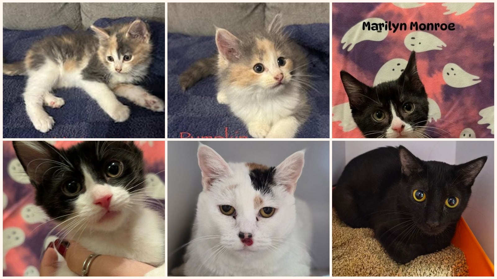 Dog-Friendly Cats up for adoption near Springfield, MO