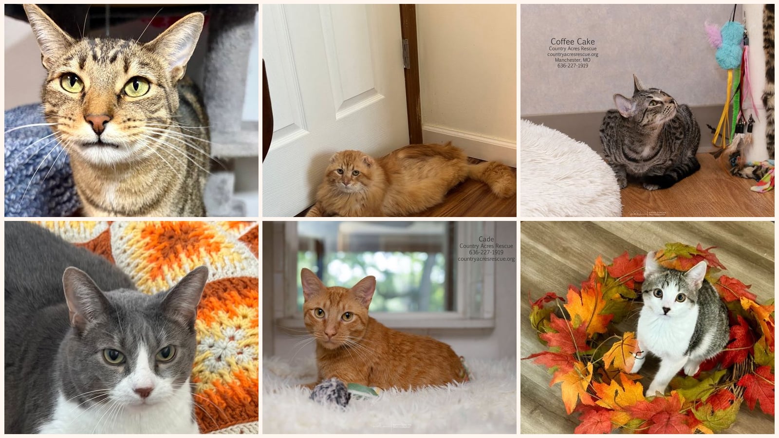 Kid-Friendly Cats up for adoption near St. Charles, MO
