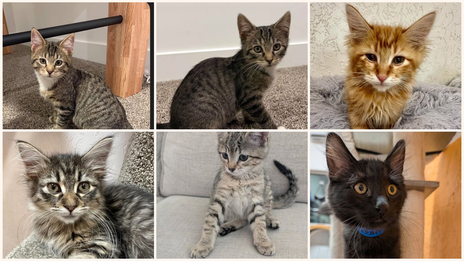 Kittens up for adoption near North Las Vegas, NV
