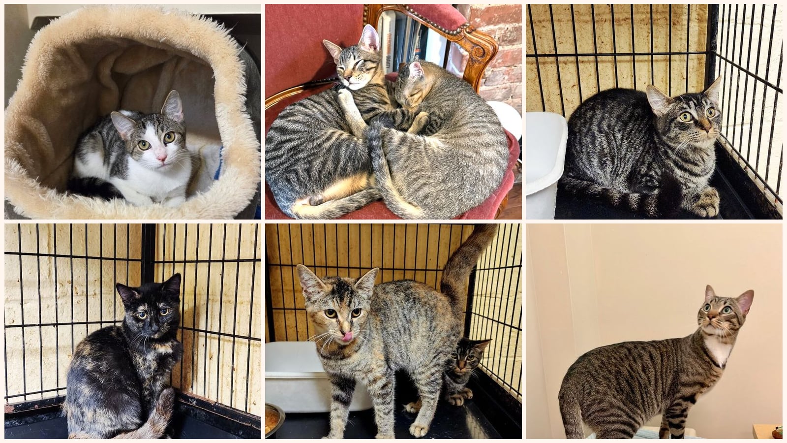 Dog-Friendly Cats up for adoption near Clifton, NJ