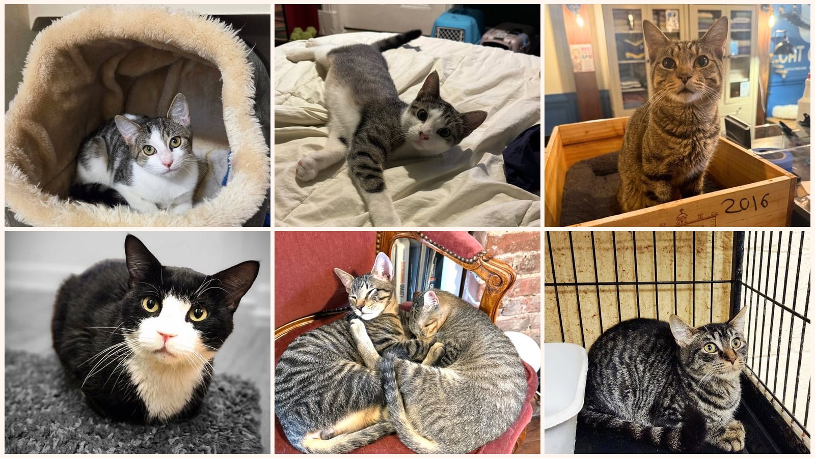 Kid-Friendly Cats up for adoption near Clifton, NJ