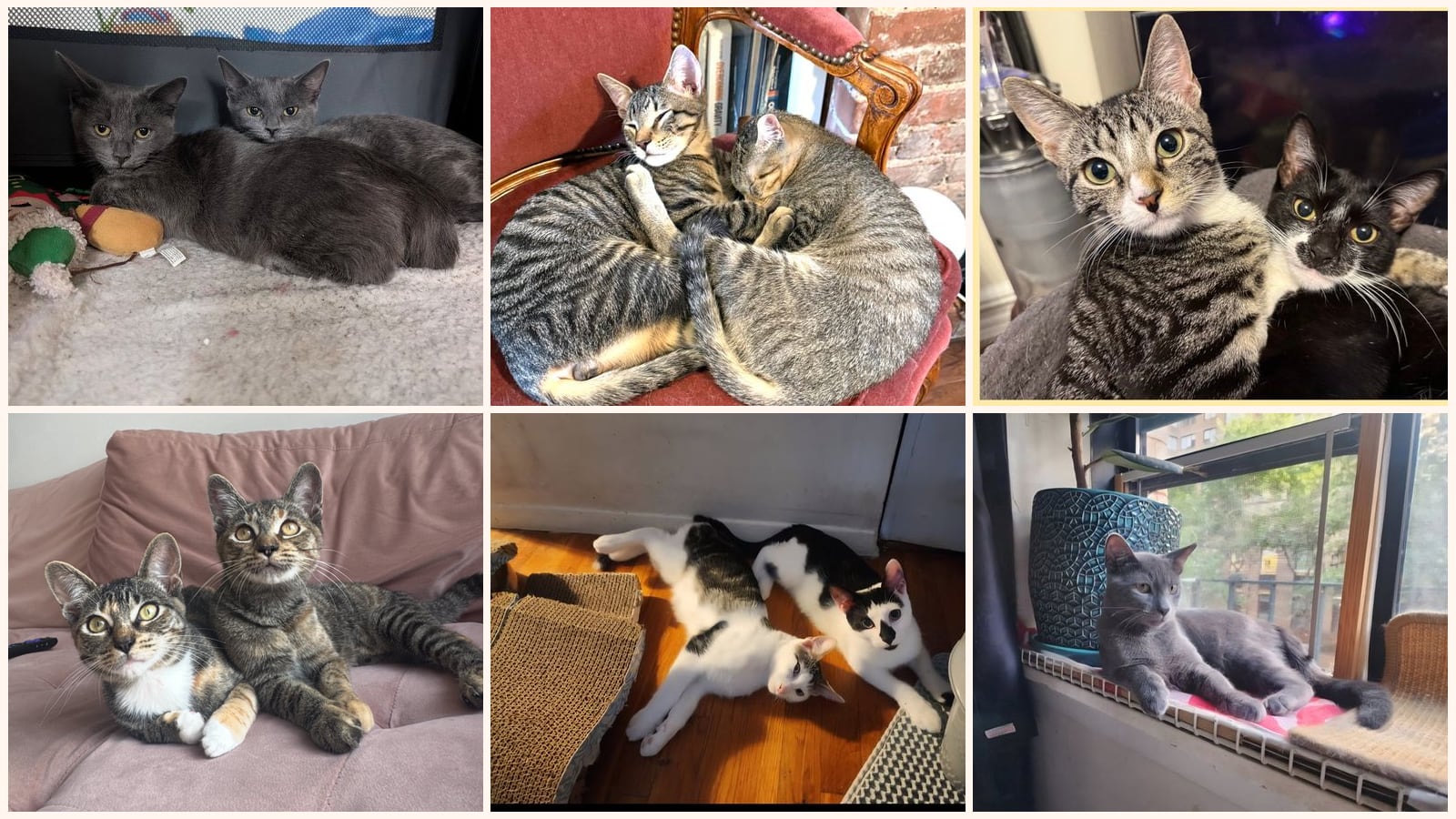 Bonded Pairs up for adoption near East Orange, NJ