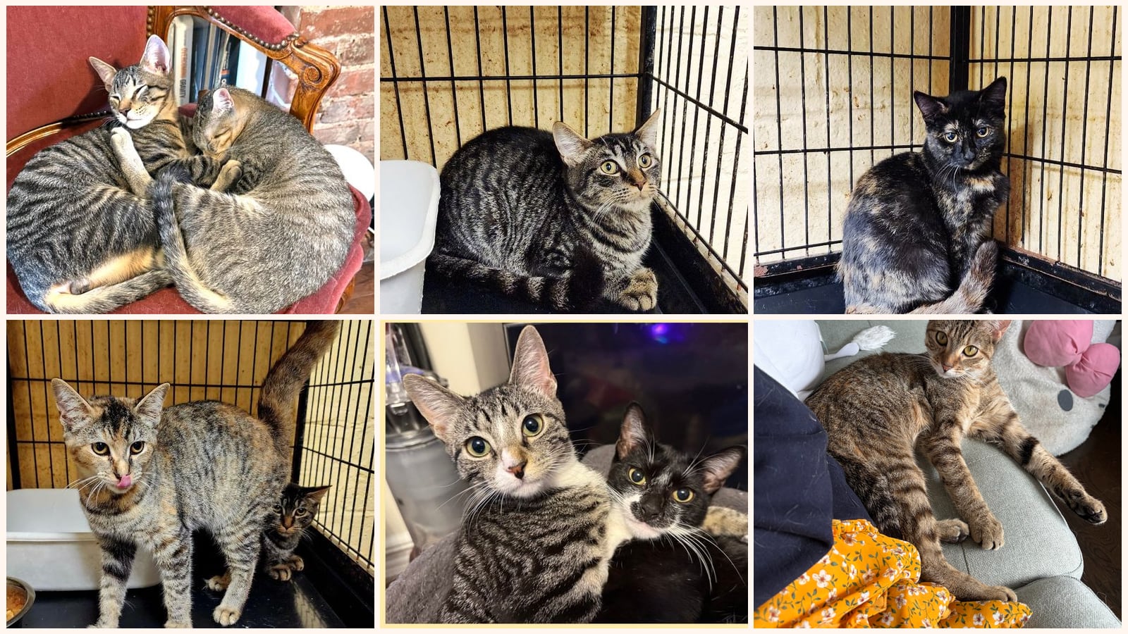 Dog-Friendly Cats up for adoption near Elizabeth, NJ